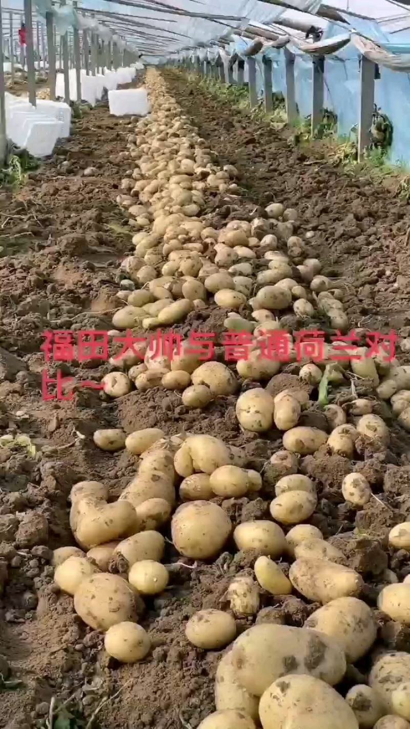 大量批发零售土豆种子