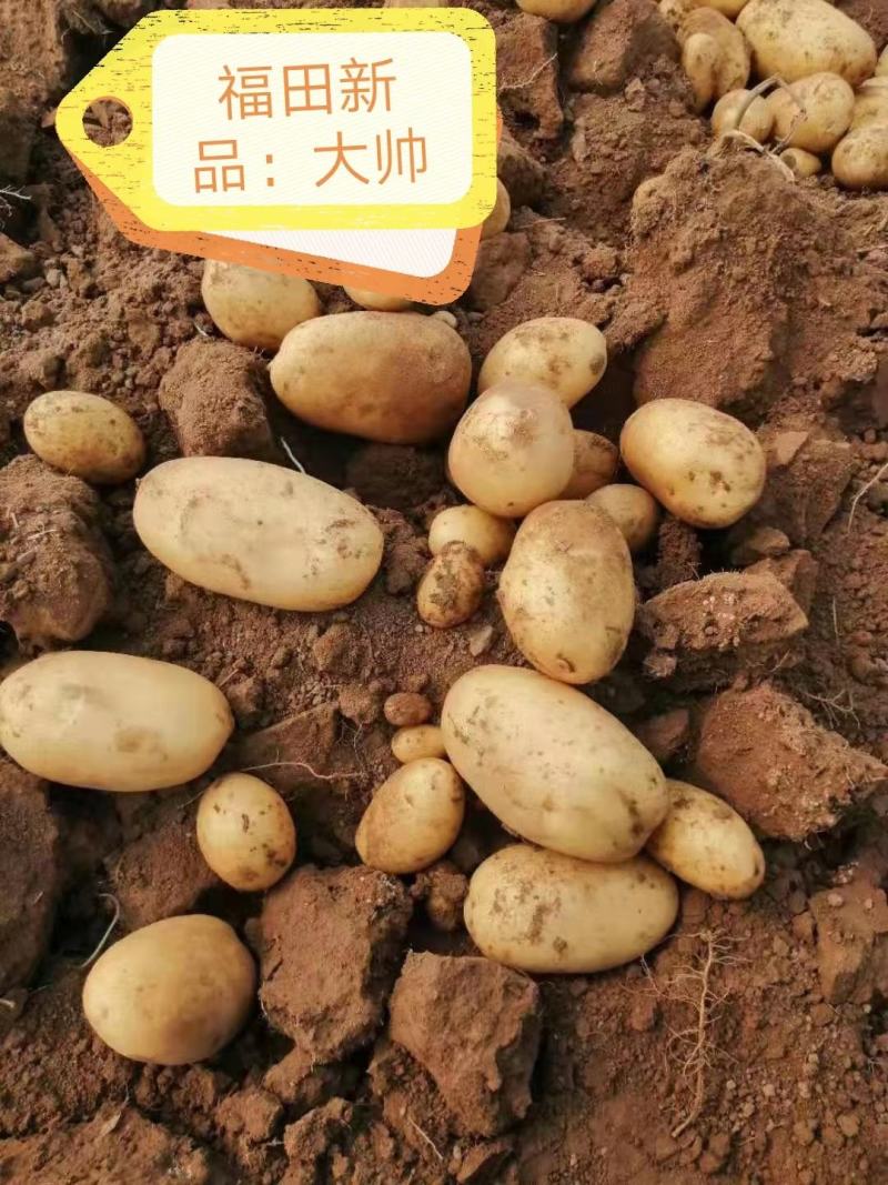 大量批发零售土豆种子