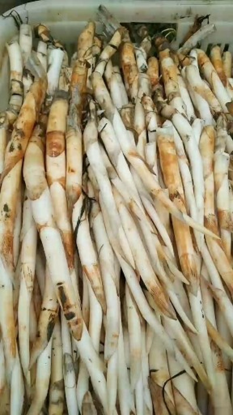 云南文山新鲜草牙，象牙菜可以凉拌，包汤，小炒