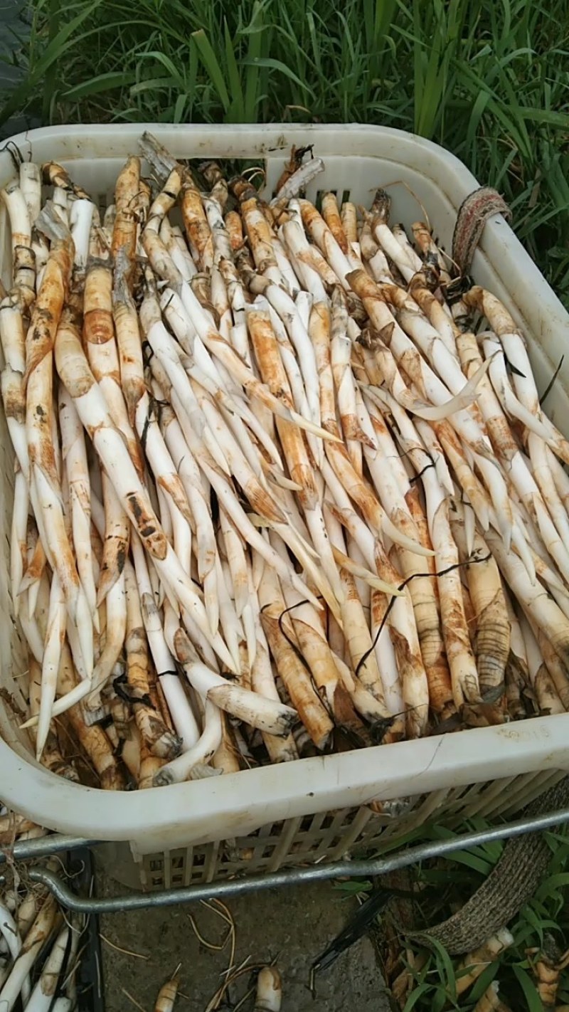 云南文山新鲜草牙，象牙菜可以凉拌，包汤，小炒