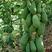 《大青木瓜》自己家种植的木瓜，便宜处理优惠多多