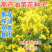油菜籽四季油菜籽观赏型油菜花种子高产榨油油菜籽易种易存活