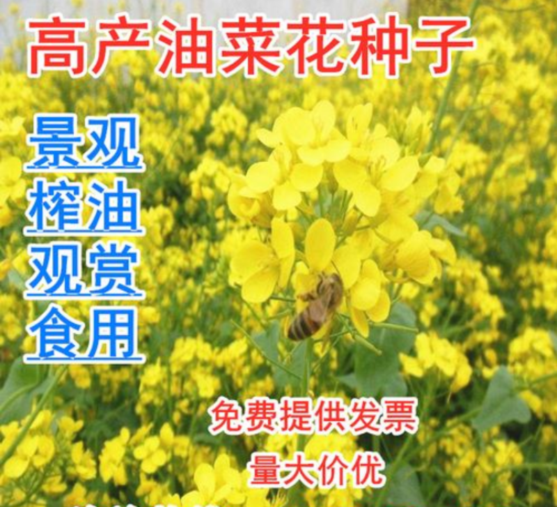 油菜籽四季油菜籽观赏型油菜花种子高产榨油油菜籽易种易存活
