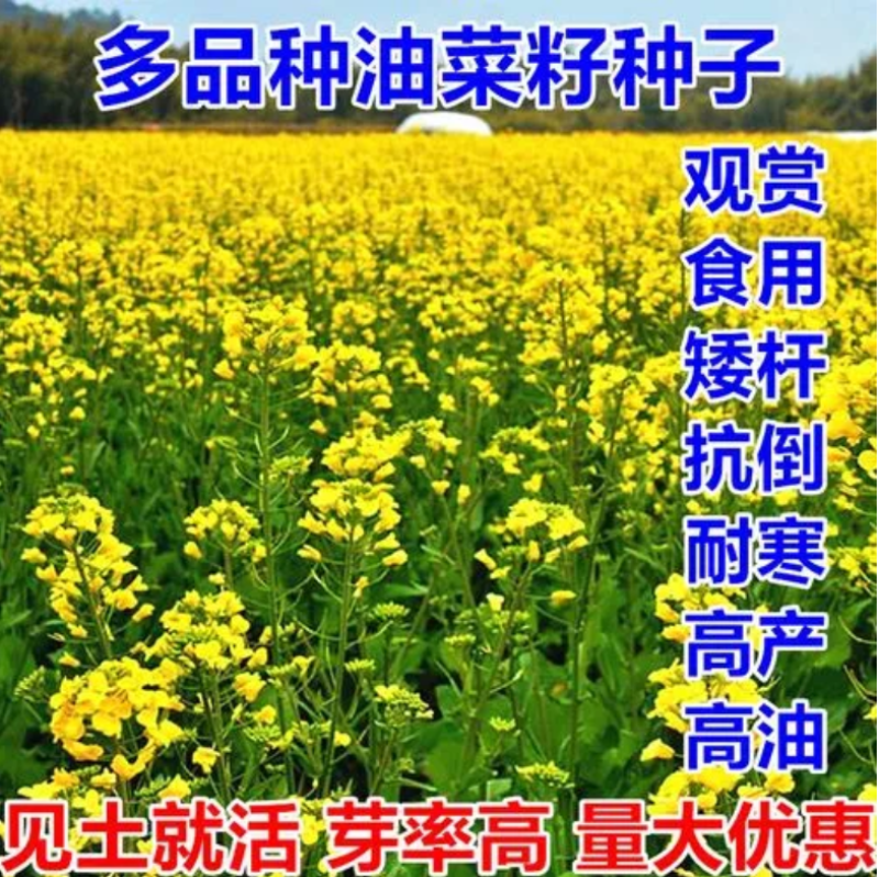 油菜籽四季油菜籽观赏型油菜花种子高产榨油油菜籽易种易存活