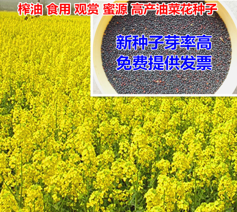 油菜籽四季油菜籽观赏型油菜花种子高产榨油油菜籽易种易存活