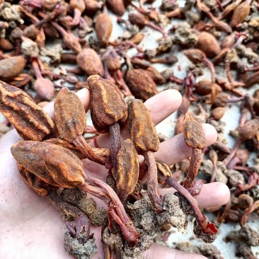 回春草，顶天柱山货量大从优