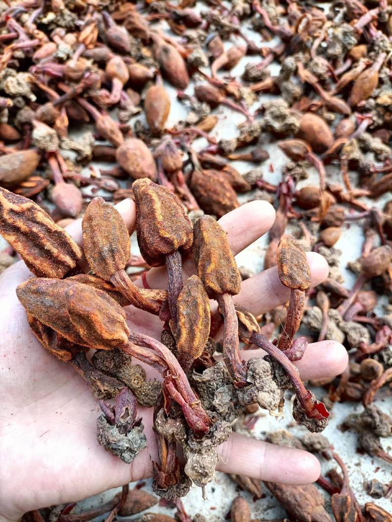 回春草，顶天柱山货量大从优