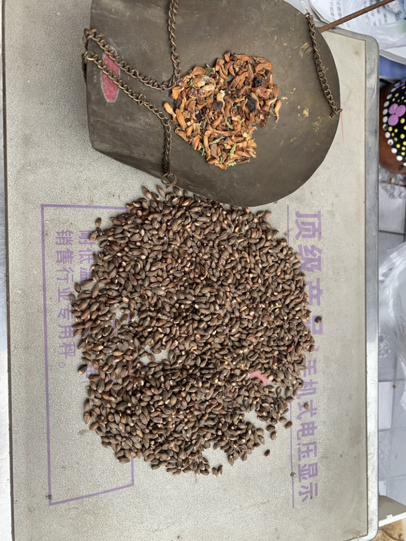 侧柏种子，柏树种子新货精选量大从优，8个