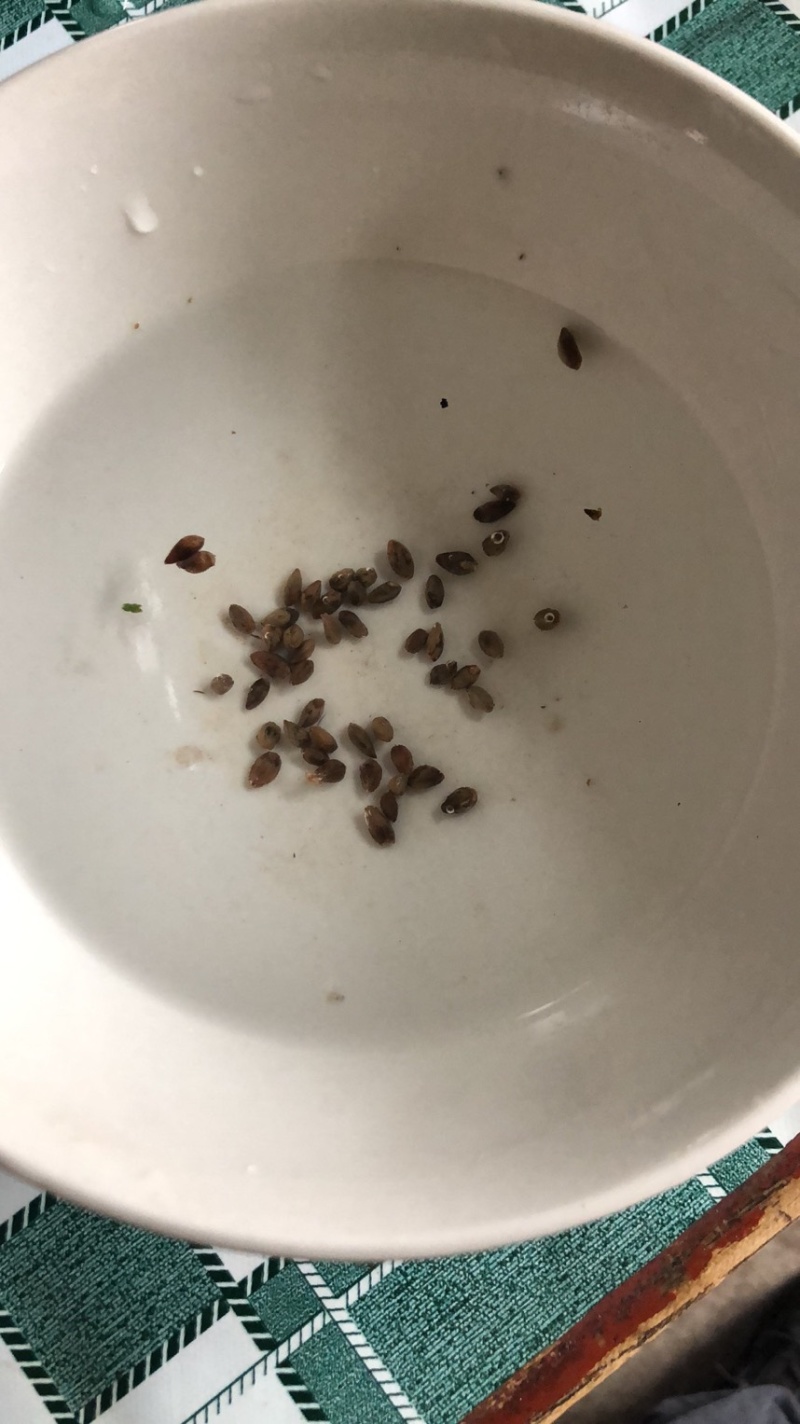 侧柏种子，柏树种子新货精选量大从优，8个