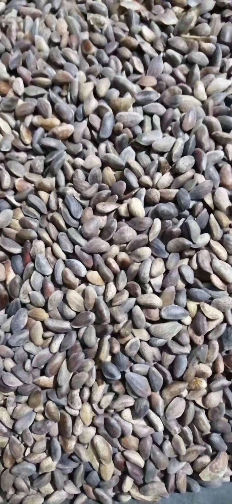 油松种子当年精选硬晒货，98%含仁率，量大从优