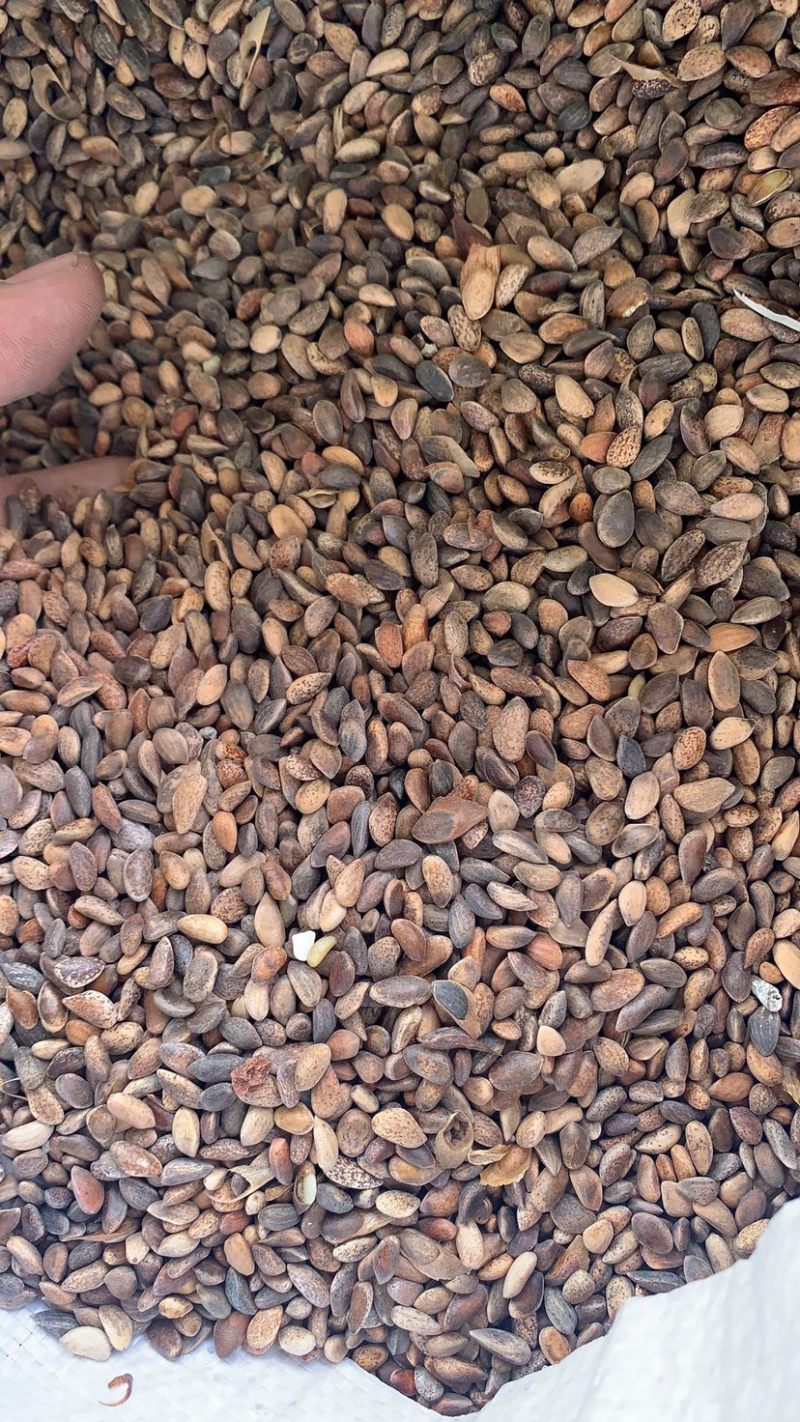 油松种子当年精选硬晒货，98%含仁率，量大从优