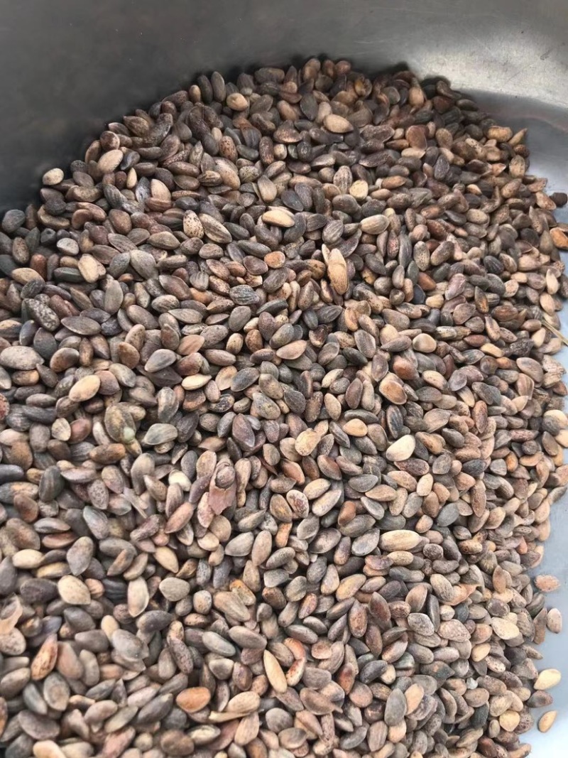 油松种子当年精选硬晒货，98%含仁率，量大从优