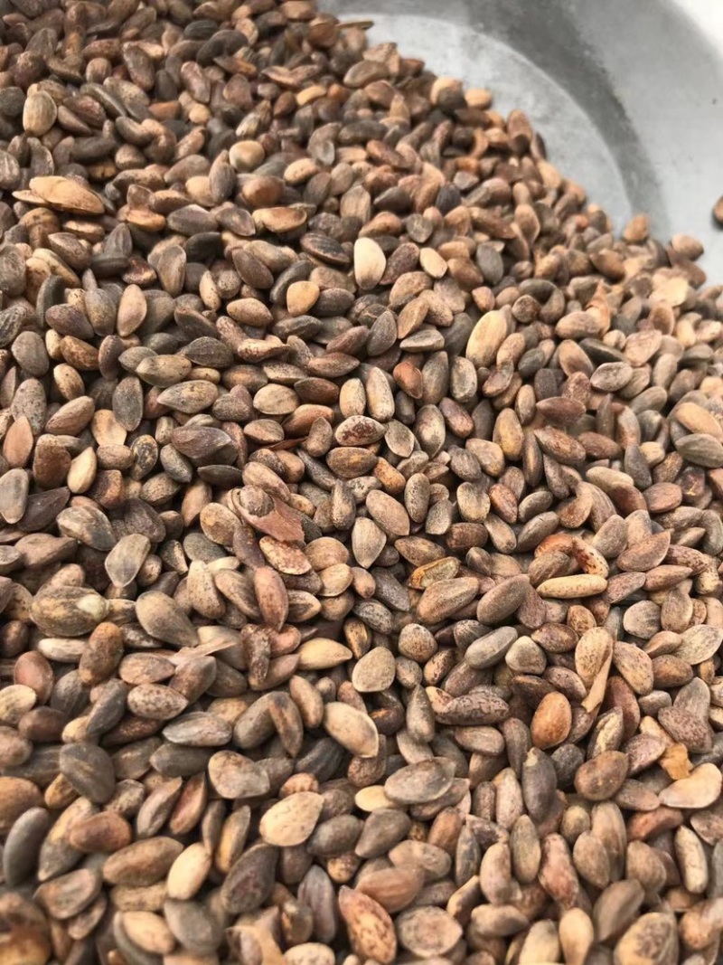 油松种子当年精选硬晒货，98%含仁率，量大从优