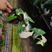 【基地自销】白锦合合果芋热带雨林造景秋季水景观叶新绿植
