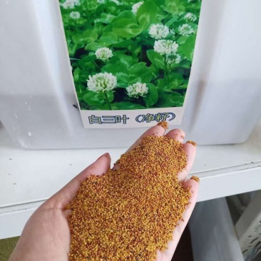 进口三叶草种子四季种子草坪绿肥牧草种子易存活
