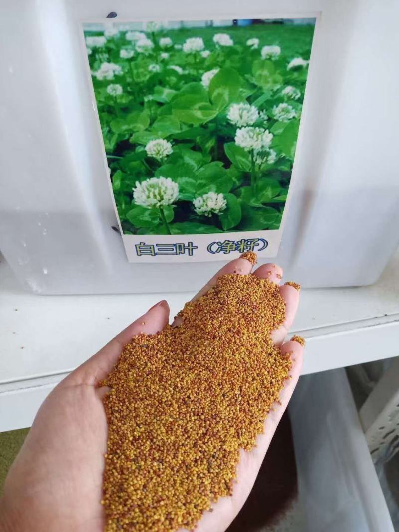 进口三叶草种子四季种子草坪绿肥牧草种子易存活