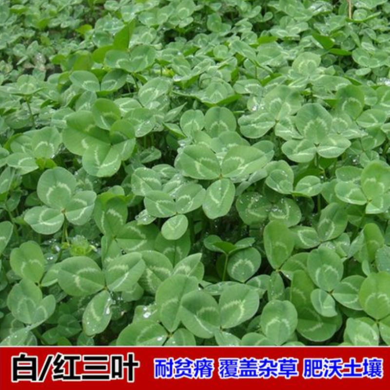 进口三叶草种子四季种子草坪绿肥牧草种子易存活