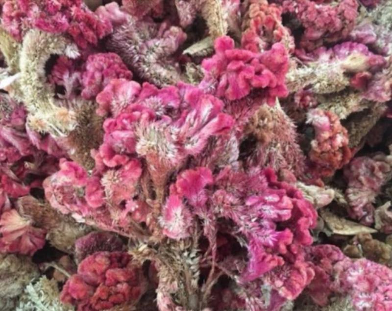 鸡冠花统装500g产地山东振兴药材购销站量大从优