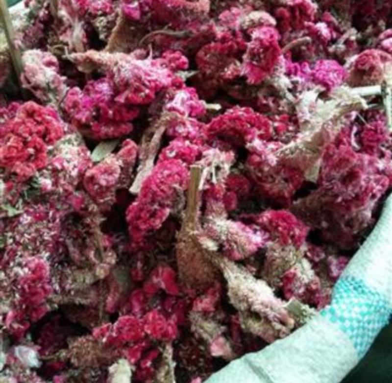 鸡冠花统装500g产地山东振兴药材购销站量大从优