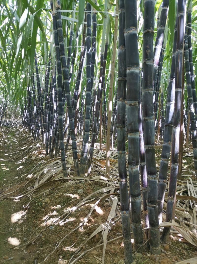 黑皮水果甘蔗糖度适中、清甜爽口、风味醇厚
