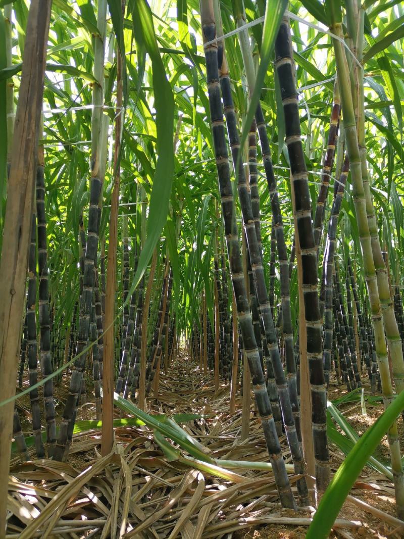 黑皮水果甘蔗糖度适中、清甜爽口、风味醇厚