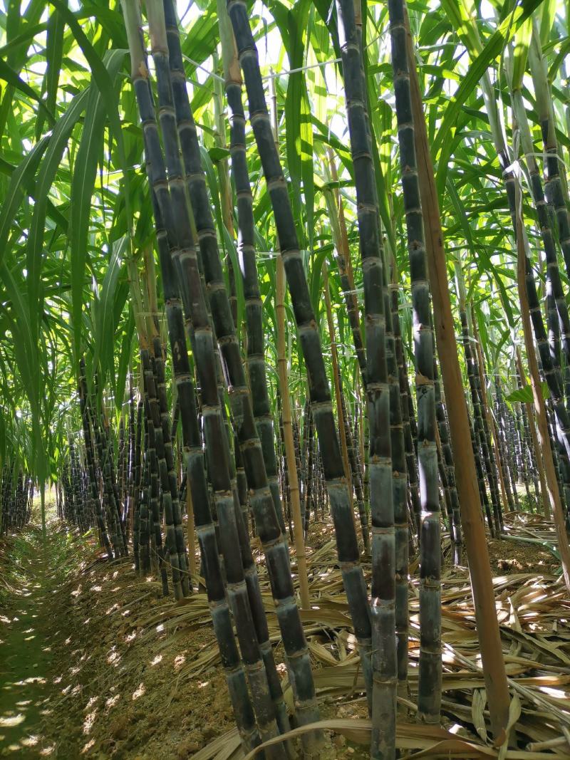 黑皮水果甘蔗糖度适中、清甜爽口、风味醇厚