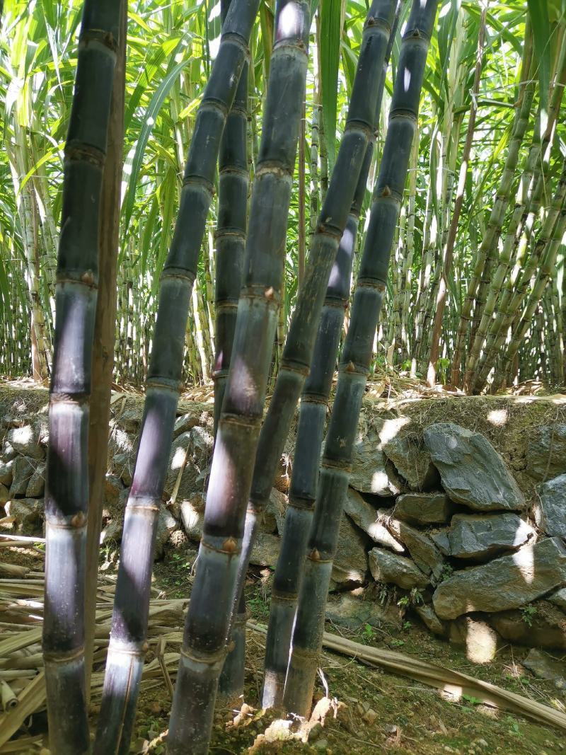黑皮水果甘蔗糖度适中、清甜爽口、风味醇厚
