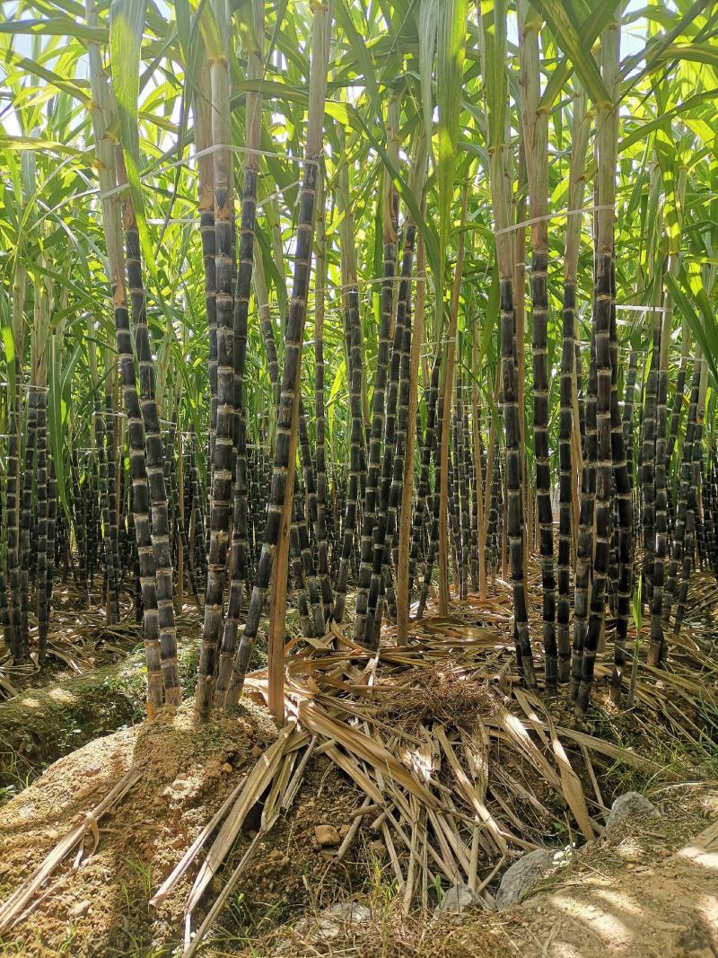 黑皮水果甘蔗糖度适中、清甜爽口、风味醇厚