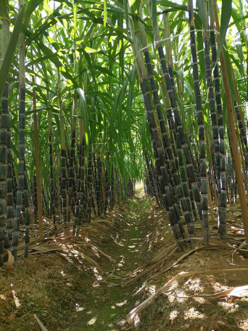 黑皮水果甘蔗糖度适中、清甜爽口、风味醇厚