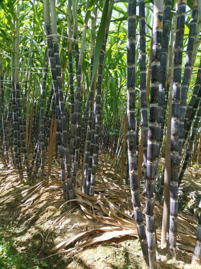 黑皮水果甘蔗糖度适中、清甜爽口、风味醇厚