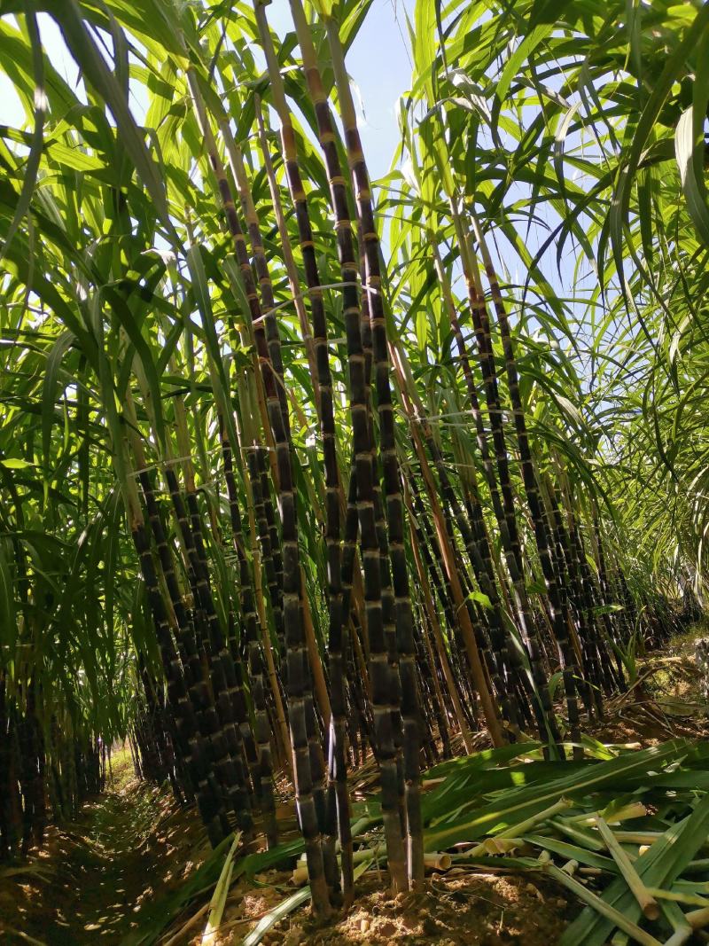 黑皮水果甘蔗糖度适中、清甜爽口、风味醇厚