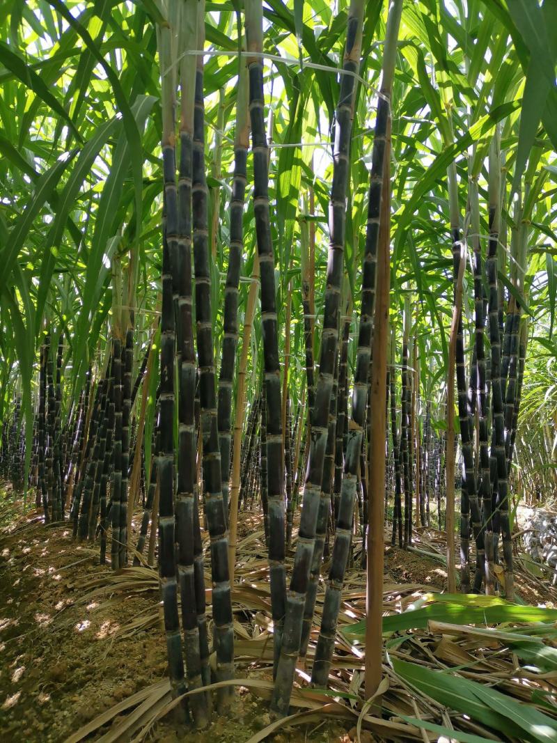 黑皮水果甘蔗糖度适中、清甜爽口、风味醇厚