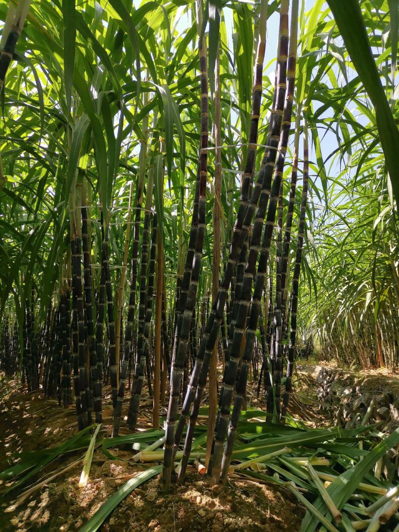 黑皮水果甘蔗糖度适中、清甜爽口、风味醇厚