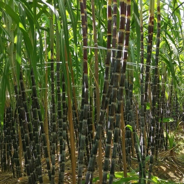 黑皮水果甘蔗糖度适中、清甜爽口、风味醇厚