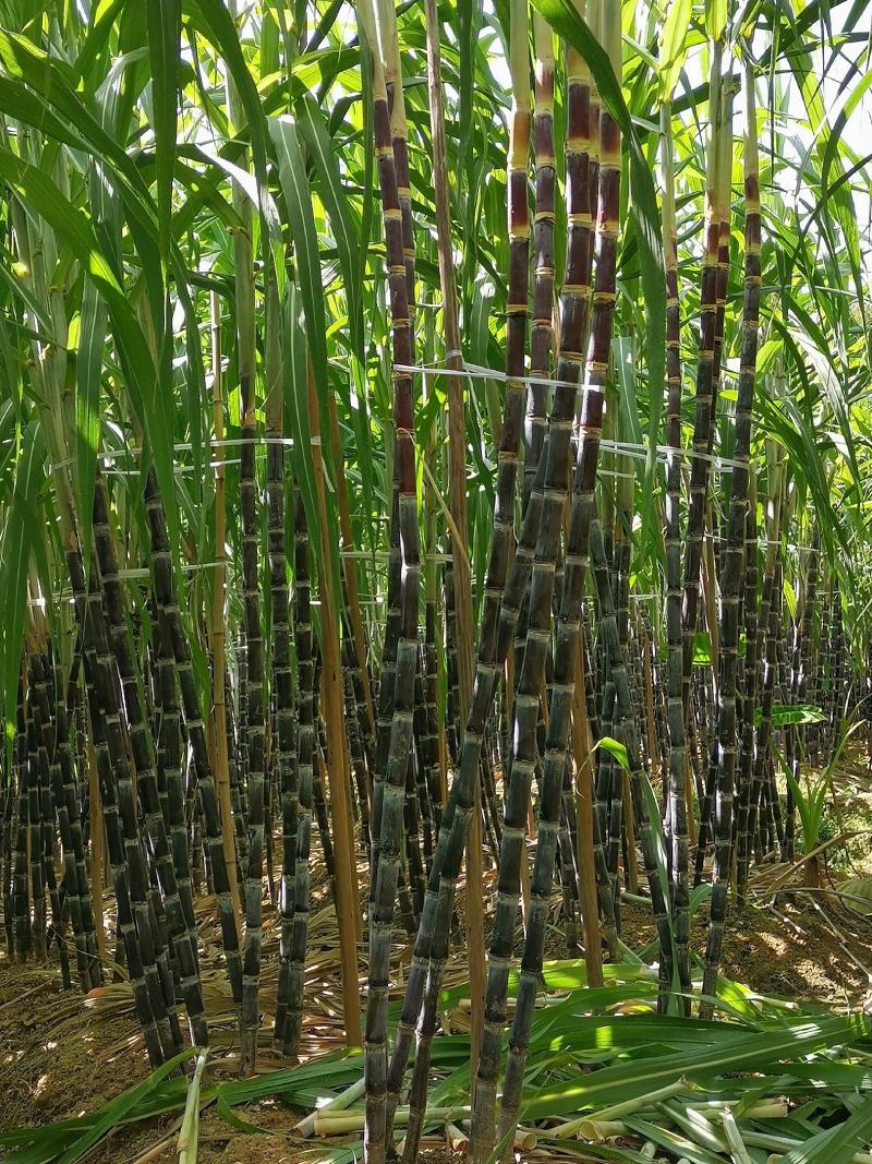 黑皮水果甘蔗糖度适中、清甜爽口、风味醇厚