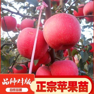 嫁接红富士冰糖心苹果树苗乔化抗寒山东烟台红富士烟富苹果苗