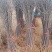 嫁接红富士冰糖心苹果树苗乔化抗寒山东烟台红富士烟富苹果苗