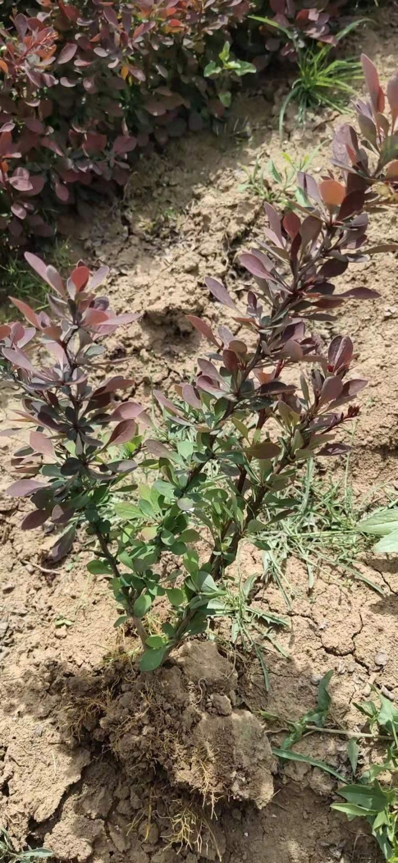 紫叶小檗苗。紫叶小檗基地。直销量大供应。看苗挖苗