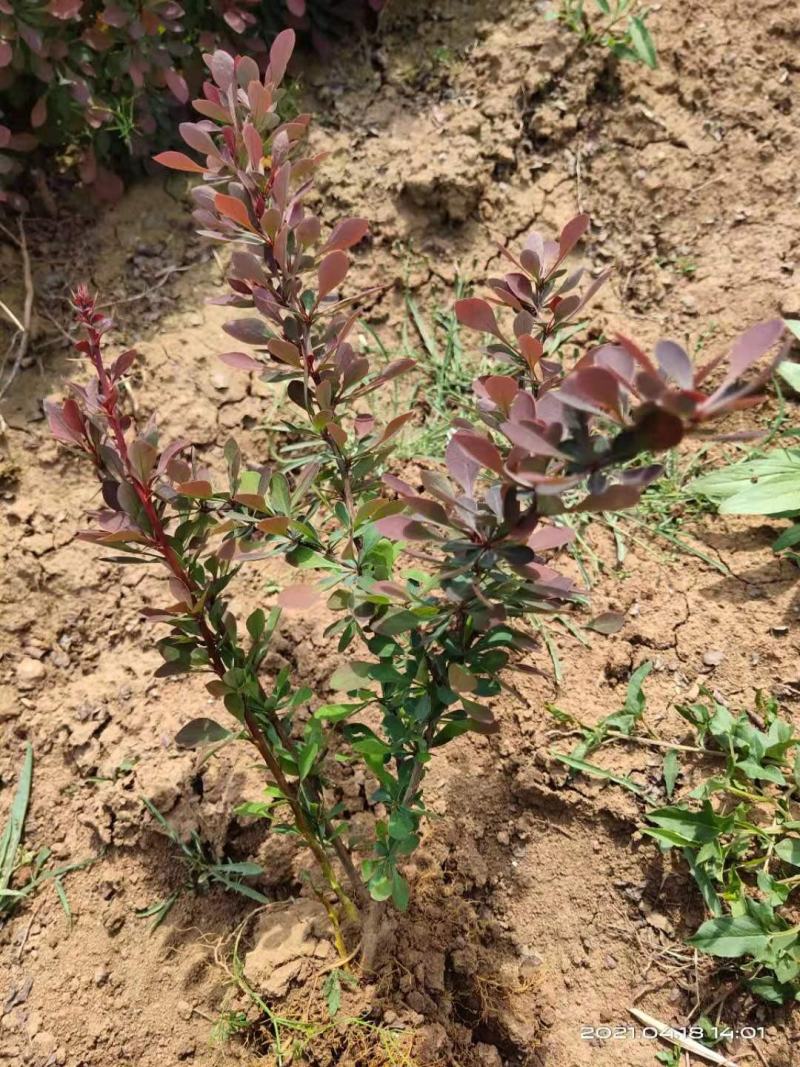 紫叶小檗苗。紫叶小檗基地。直销量大供应。看苗挖苗
