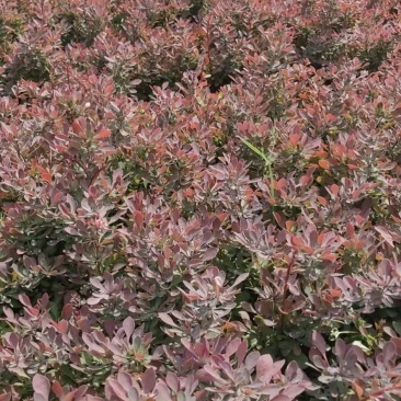 紫叶小檗苗。紫叶小檗基地。直销量大供应。看苗挖苗