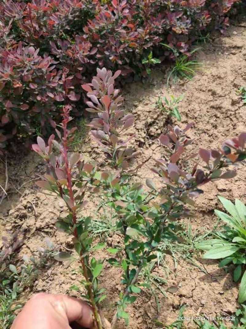 紫叶小檗苗。紫叶小檗基地。直销量大供应。看苗挖苗