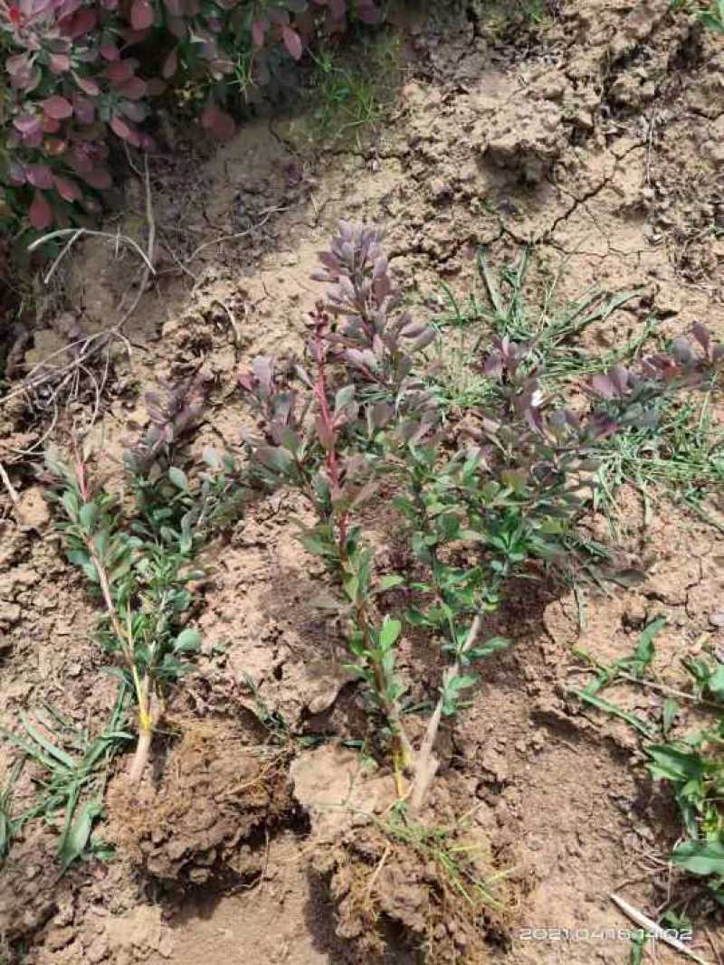 紫叶小檗苗。紫叶小檗基地。直销量大供应。看苗挖苗