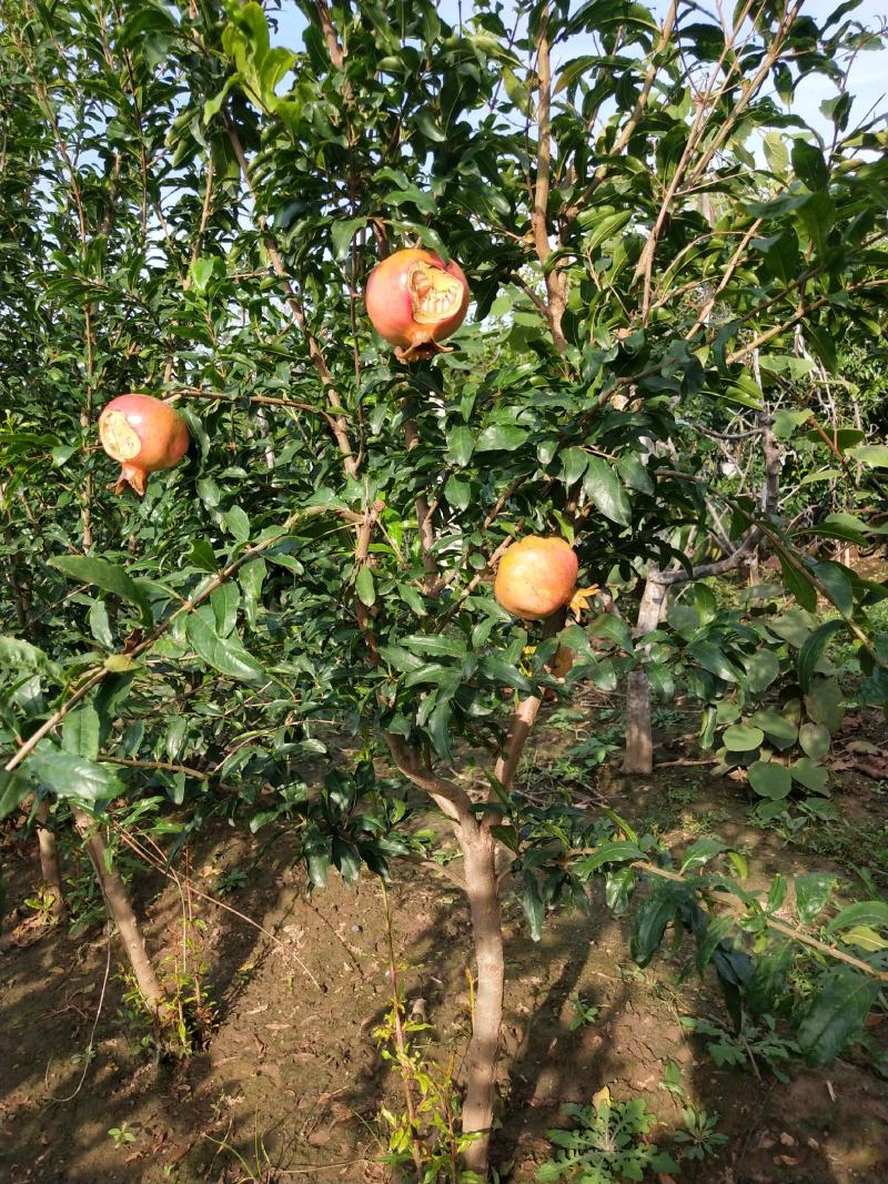 泰山红石榴树苗批发价格软籽石榴树苗蒙阳红石榴苗