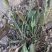 有需要车前草豆瓣草蒲公英可以联系我