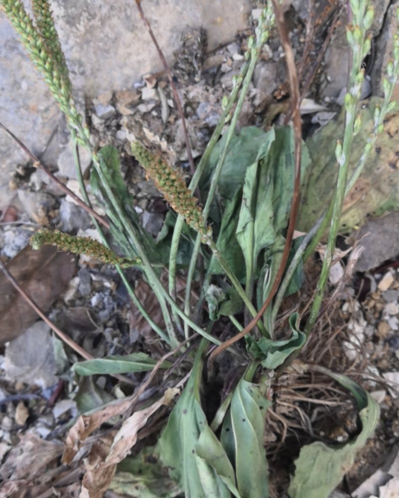 有需要车前草豆瓣草蒲公英可以联系我