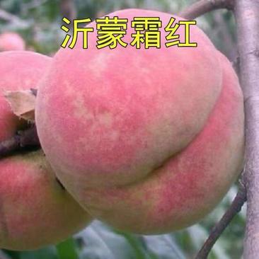 沂蒙映霜红桃苗嫁接山东水蜜桃晚熟品种特大脆甜桃子果树苗木
