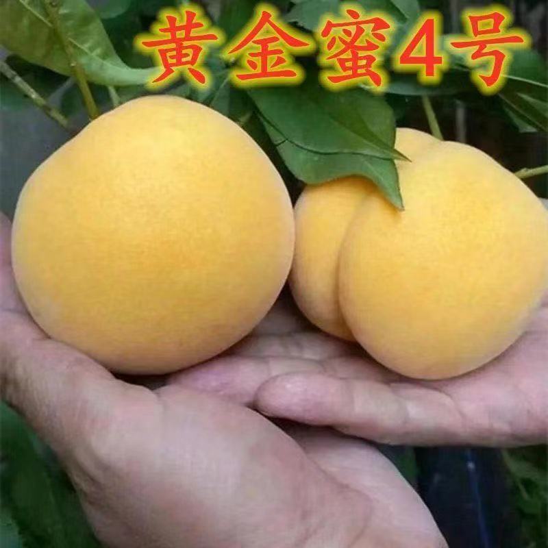沂蒙霜红桃苗嫁接山东水蜜桃晚熟品种特大脆甜桃子果树苗木