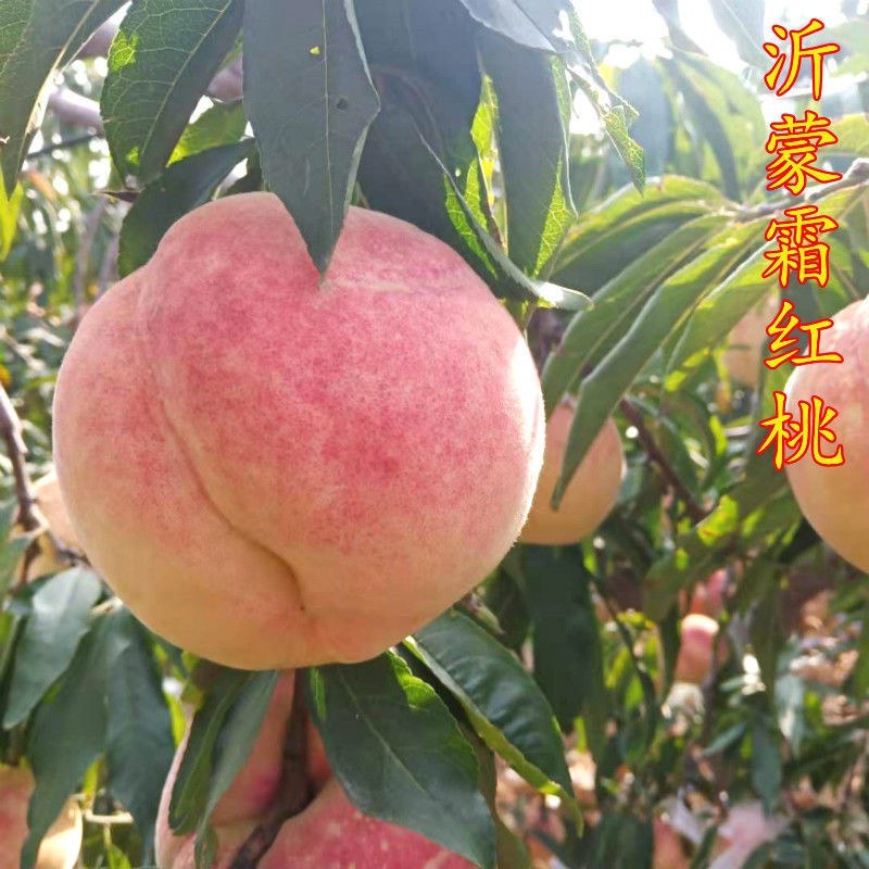 沂蒙霜红桃苗嫁接山东水蜜桃晚熟品种特大脆甜桃子果树苗木