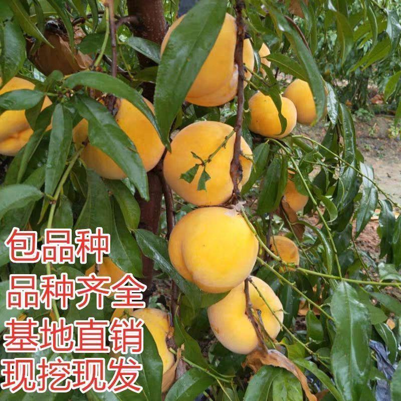 沂蒙映霜红桃苗嫁接山东水蜜桃晚熟品种特大脆甜桃子果树苗木