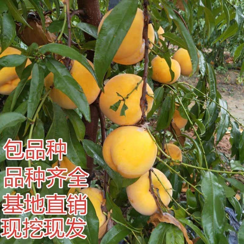 沂蒙霜红桃苗嫁接山东水蜜桃晚熟品种特大脆甜桃子果树苗木